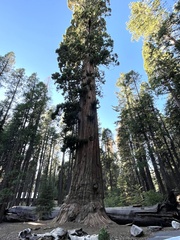 Sequoiadendron giganteum