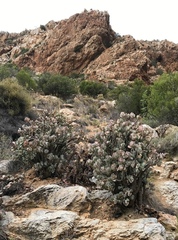 Cotyledon orbiculata