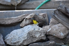 Icteria virens