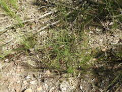 Melaleuca thymifolia