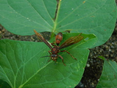 Polistes tenebricosus