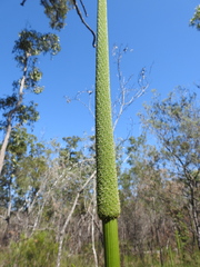 Xanthorrhoea johnsonii