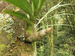 Catasetinae