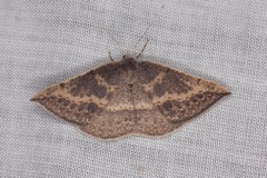 Taxeotis perlinearia