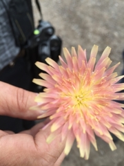 Leontodon asperrimus