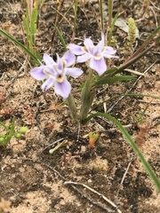 Moraea setifolia