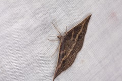 Taxeotis perlinearia