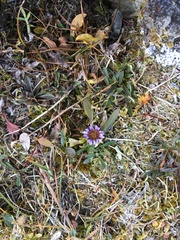 Erigeron humilis