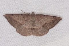 Taxeotis perlinearia