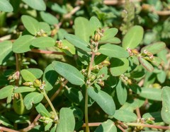 Euphorbia abramsiana