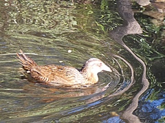 Gallirallus australis australis