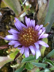 Erigeron humilis