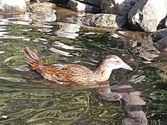 Gallirallus australis australis