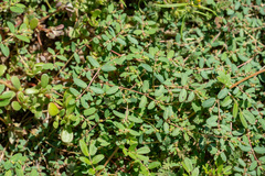 Euphorbia abramsiana