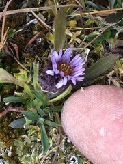 Erigeron humilis