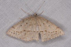 Taxeotis perlinearia