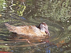 Gallirallus australis australis