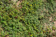 Euphorbia abramsiana