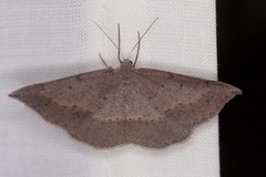 Taxeotis perlinearia