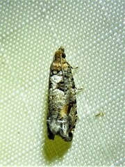 Epinotia