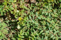 Euphorbia abramsiana