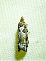 Epinotia