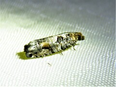 Epinotia