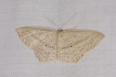 Scopula perlata
