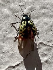 Zygogramma signatipennis