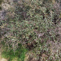 Rubus schmidelioides schmidelioides