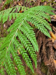 Polystichum dudleyi