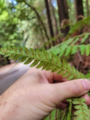 Polystichum dudleyi