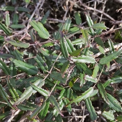 Rubus schmidelioides schmidelioides