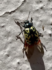 Zygogramma signatipennis