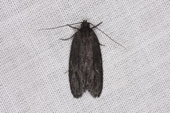 Aproopta melanchlaena