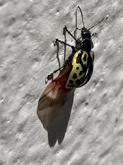 Zygogramma signatipennis