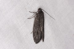 Aproopta melanchlaena