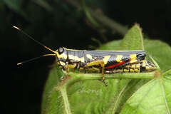 Traulia azureipennis