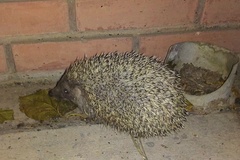 Erinaceus concolor