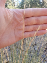 Pseudoroegneria spicata