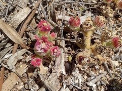Mesembryanthemum crystallinum