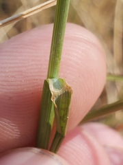 Pseudoroegneria spicata