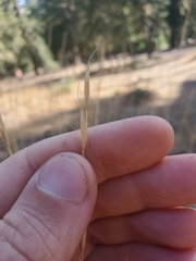 Pseudoroegneria spicata