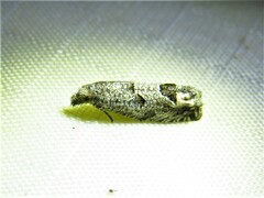 Pelochrista consobrinana