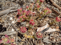 Mesembryanthemum crystallinum