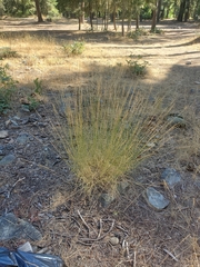 Pseudoroegneria spicata