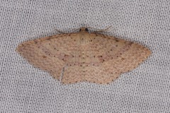 Epicyme rubropunctaria