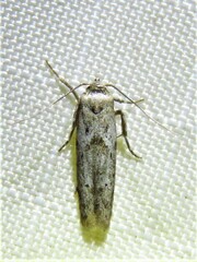 Blastobasis taurusella