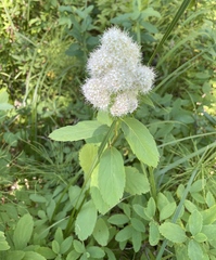 Spiraea × pyramidata