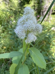 Spiraea × pyramidata